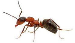 ant